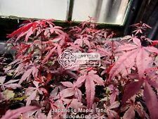 Japanese maple tree for sale  Sheridan