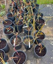 rose bushes for sale  DRIFFIELD