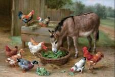 Donkey roosters chickens for sale  Ahsahka