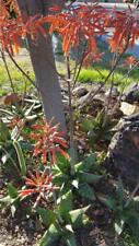 Jucunda hybrid exotic for sale  Scottsdale