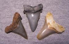 MEGALODON ANGUSTIDEN SHARK TEETH BIG FOSSIL 3 LOT COLORS SHARKS TOOTH~COLLECTOR, used for sale  Shipping to South Africa