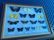Rare butterfly specimen for sale  Henrietta