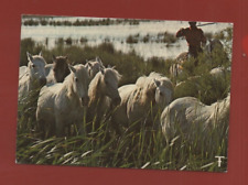 Chevaux camarguais étangs d'occasion  Nogent