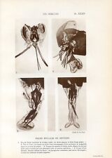 Insects, Diptera mouthparts, Tsetse fly, meat fly...Print..1928, used for sale  Shipping to South Africa