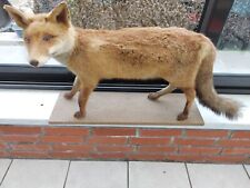 Taxidermie renard naturalisé d'occasion  Isbergues