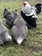 12 Dark Silver Brahma Hatching Eggs Believed fertile Large Fowl for sale  SPALDING