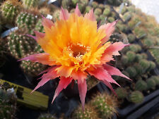 Echinopsis trichocereus hybrid for sale  Shipping to Ireland