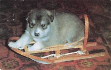 Alaskan husky pup for sale  Albany