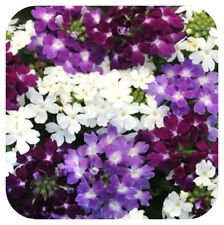 Verbena obsession waterfall for sale  LINCOLN