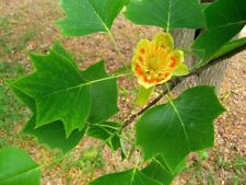 Liriodendron tulipifera pot for sale  CRANBROOK