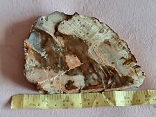 Petrified fossil wood for sale  SHEFFIELD