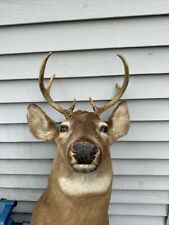 Whitetail deer head for sale  Belleville