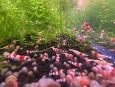 Crystal red shrimp for sale  Concord