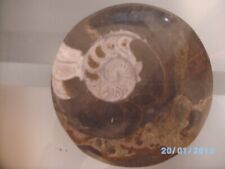 Geschliffene ammoniten . gebraucht kaufen  Bretzenheim