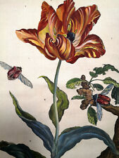 1774 stampa entomologica usato  Urbino