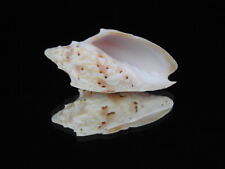 Sea shell Cymbiola peristicta 66.7mm ID#6402 for sale  Shipping to South Africa