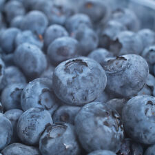 Blueberry plants varieties for sale  Albany