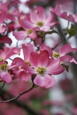 Dogwood tree seedlings for sale  Altamont