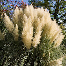 Cortaderia green goblin for sale  UK