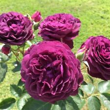 purple rose bush for sale  MARCH