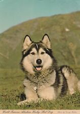 Alaska cane slitta usato  Roma