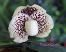 Orchid orchid paphiopedilum for sale  Shipping to Ireland