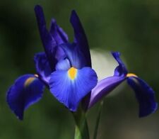 Blaue iris blumenzwiebeln gebraucht kaufen  Kaiserslautern