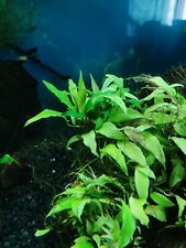 Aquarium pflanze liter gebraucht kaufen  Ober-Mörlen
