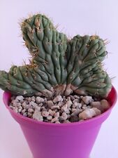 Eulychnia chestnut spiral crested - height 9 cm - vase/pot 14cm   for sale  Shipping to South Africa