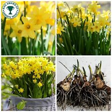 Daffodil bulbs narcissus for sale  WISBECH