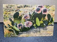 Blossoms Of The Opuntia Cactus Postcard for sale  Shipping to South Africa