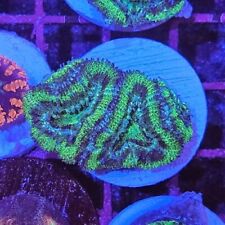 Stunning green acan for sale  BIRMINGHAM