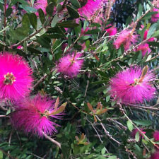 Callistemon viminalis hot d'occasion  Pouzauges