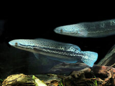 Malabar snakehead channa for sale  GLASGOW