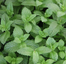 Spearmint mint herb for sale  WORKSOP