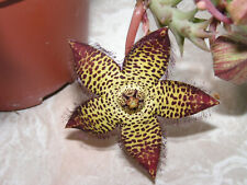 Orbea speciosa for sale  Shipping to Ireland