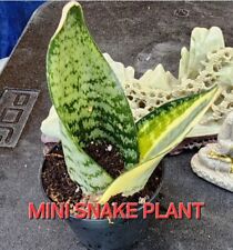 Snake plant mini for sale  San Lorenzo