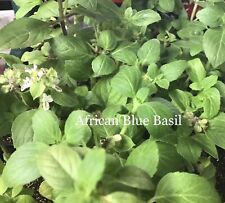 African blue basil for sale  Tallahassee