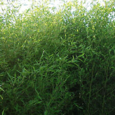 Phyllostachys bissetii bambou d'occasion  Pouzauges