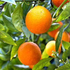Established mandarin citrus for sale  PETERBOROUGH