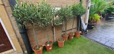 Buxus topiary olive for sale  SHEFFIELD