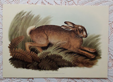 Hare print samuel for sale  LONDON