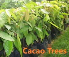 Cacao tree organically for sale  MayagÃ¼ez