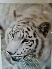 Siberian white tiger for sale  Eugene