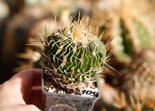 105. Stenocactus phyllacanthus, echinofossulocactus, turbinicarpus, used for sale  Shipping to South Africa