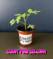 Two giant pink for sale  West Columbia