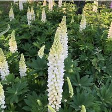 Lupin noble maiden for sale  UK