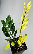 Zamioculcas zamiifolia variega usato  Spedire a Italy