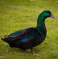 Cayuga duck hatching for sale  OSWESTRY