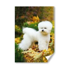 White bichon frise for sale  SELBY
